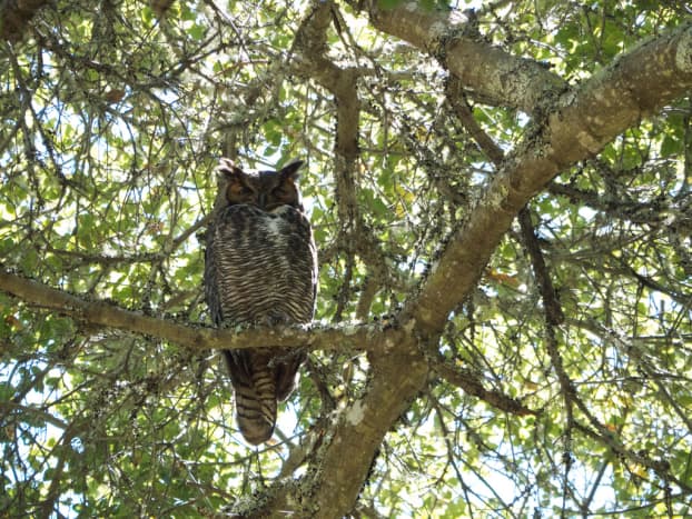 Great Horned Owl Perched in Tree.