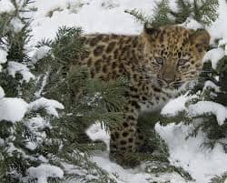 Amur leopard cub