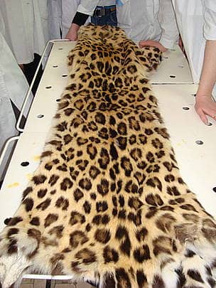 Skin of Amur leopard