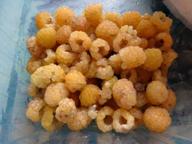 Yellow raspberries picked from our garden, although red raspberries would work just as well for this recipe.