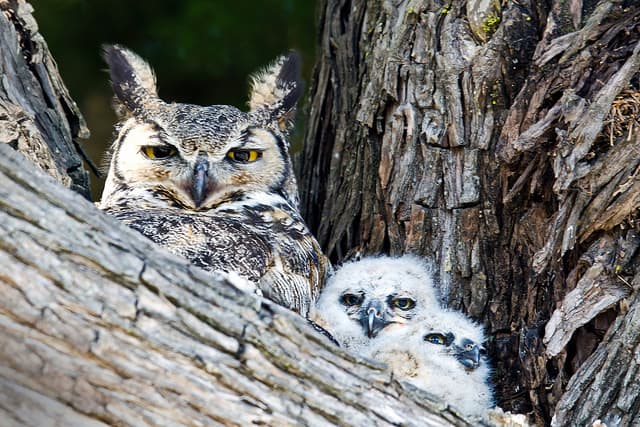 Great Horned Owl with owlets