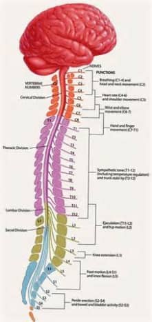 The spinal cord is a long cable-like structure made up of hundreds of nerve fibers, which is approximately 17 inches (42 cm) long. 