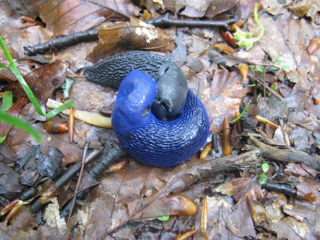 The carpathian blue slug (Bielzia coerulans)  - endemic to the Carpathian Mountains, a range in Central and Eastern Europe.