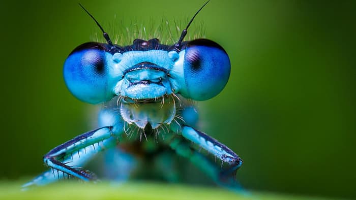 Looking at the full-length photos of the blue damselfly, you might not realize just how strange and beautiful these guys are up close.  Thank goodness for macro photography and the many photographers who get us up close to tiny creatures.