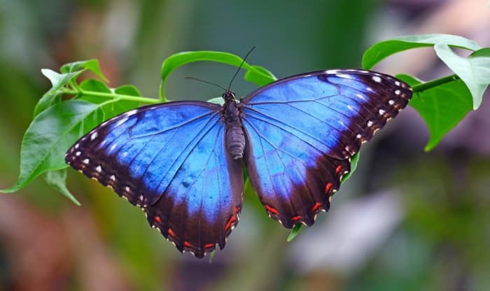 Roberto De Micheli provides some stunning photographs of butterflies on his website, including this blue morpho.