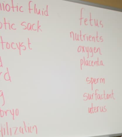 Word bank on the board for fill-in-the-blank worksheet on human babies