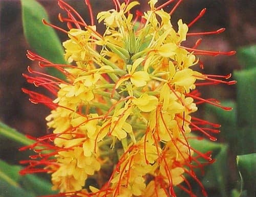 Hawaiian Kahili Ginger Plant 