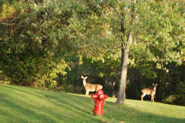 Whitetail Deer brazenly browse on the edge of town.