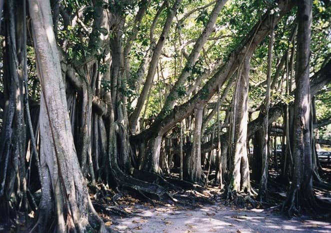 Banyan tree in front of the Edison Museum in Fort Myers, Florida