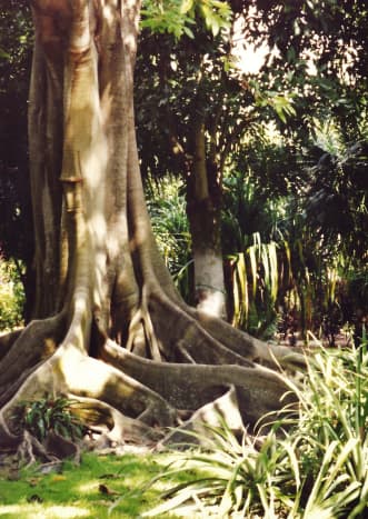 Moreton Bay Fig Tree at Edison home in Florida
