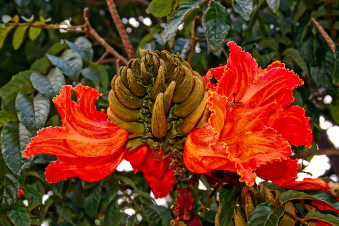 flame-of-the-forest-spathodea-african-tulip-tree.jpg