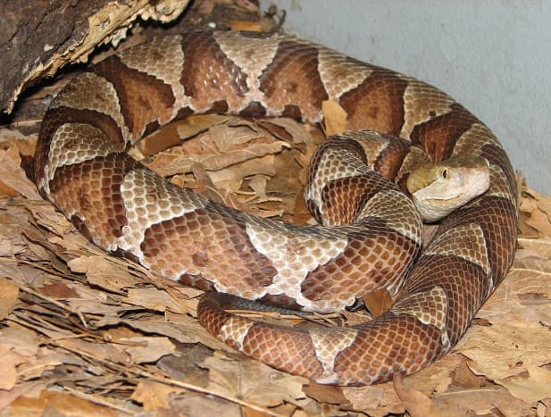 Photo of a Copperhead Snake