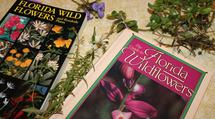 Learning how to use guide books to identify wild flowers