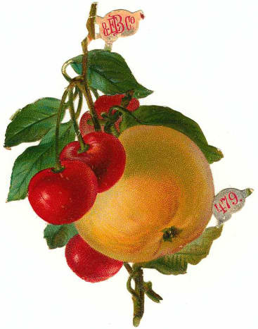 Vintage fruit: Orange with cherries and leaves
