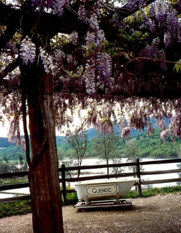 The wisteria was in full bloom at the Guenoc Winery.