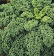 Winterbor Kale