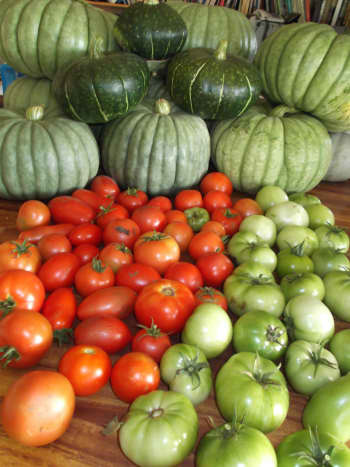If you plan to grow and cook your own produce, you'll need plenty of kitchen bench space during harvest time. This is just one day's harvest of pumpkins and tomatoes.