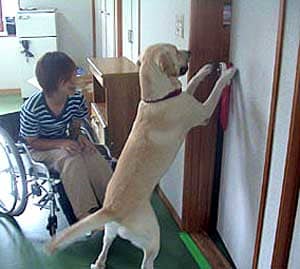 Assistance dog helps the student in Japan