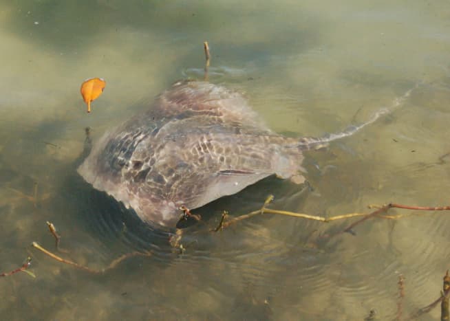 Stingray spotted on Indian River