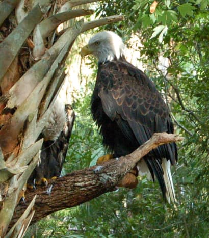 Bald Eagle at Brevard Zoo