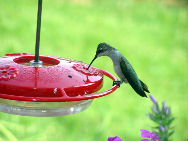 Hummingbird at a feeder | Tererro General Store