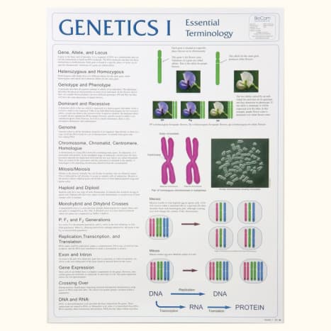 Genetics Poster
