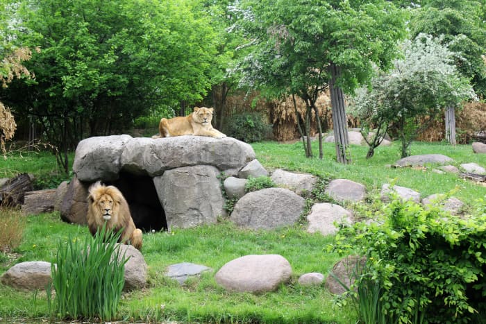 Matadi and Luena, relaxing in their enclosure.