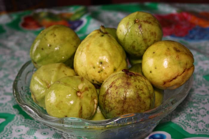 The guavas that I have harvested.