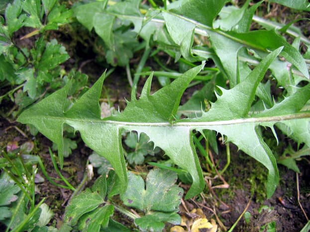 Dandelion leaves