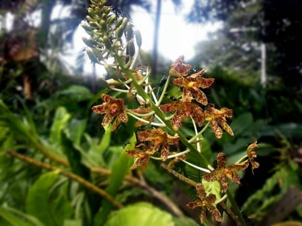 My Tiger Orchid or Grammatophyllum speciosum in bloom