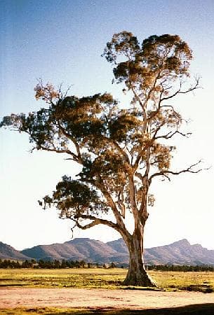 Eucalyptus camaldulensis (the river red gum)