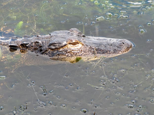 The Alligator Gar - A Living Dinosaur - HubPages