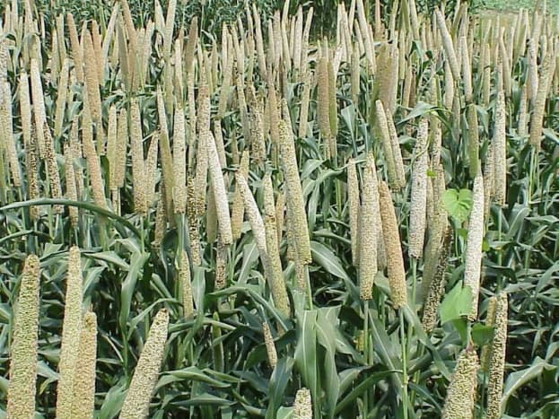 Pearl millet developed by USDA-ARS and grown at Tifton, GA. Non-copyrightable image courtesy of the USDA-ARS. (From the English Wikipedia)