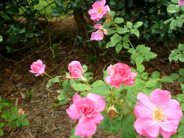Pretty Rose Garden 