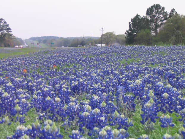 Highway 6 north of Navasota flooded with bluebonnets