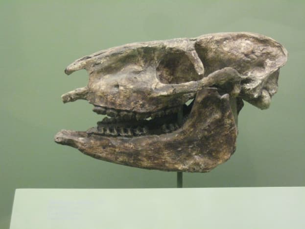 This is a fossil of the Miohippus that is believed to have come right after the eohippus. 