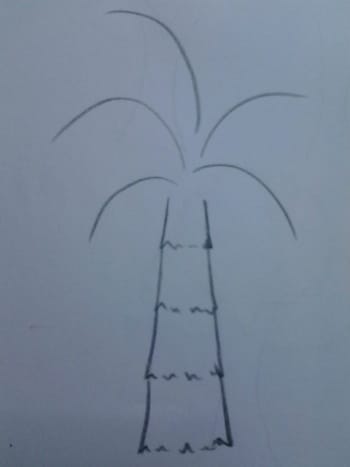 palm tree drawing for kids