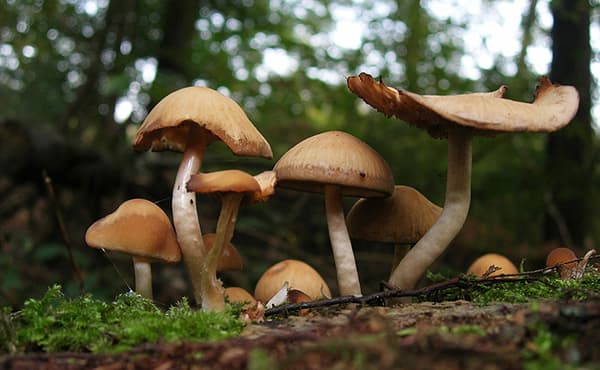 Magic Mushrooms - Shrooms.