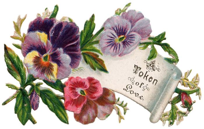 Vintage Mother's Day card: Pansies with scroll note &quot;A token of love&quot;