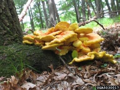 Spectacular photo of &quot;Chicken of the Woods&quot; taken by Joseph O'Brien, on the Bugwood Files.