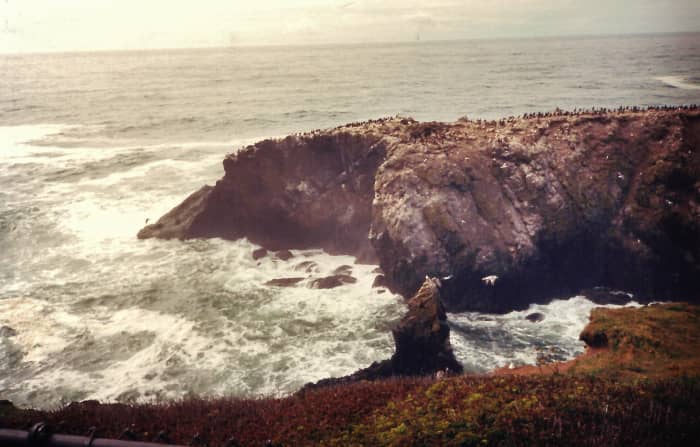 See all the birds roosting on this rock outcropping near the Yaquina Head Lighthouse?