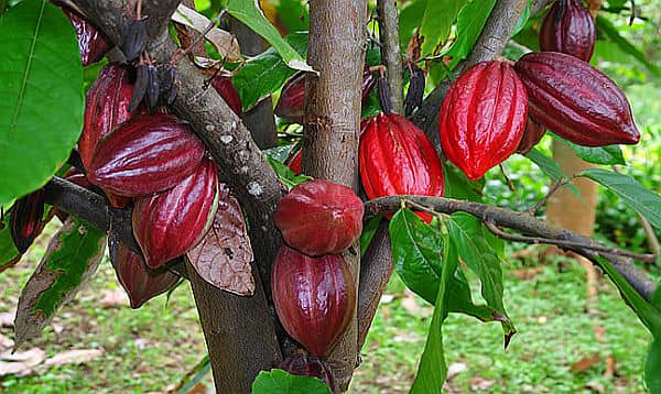 Cacao Bean (Cacao)