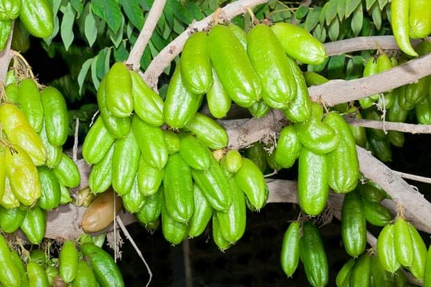 Bilimbi fruits (Kamyas)