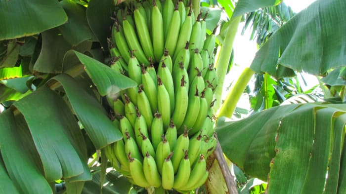 Banana (Saging)