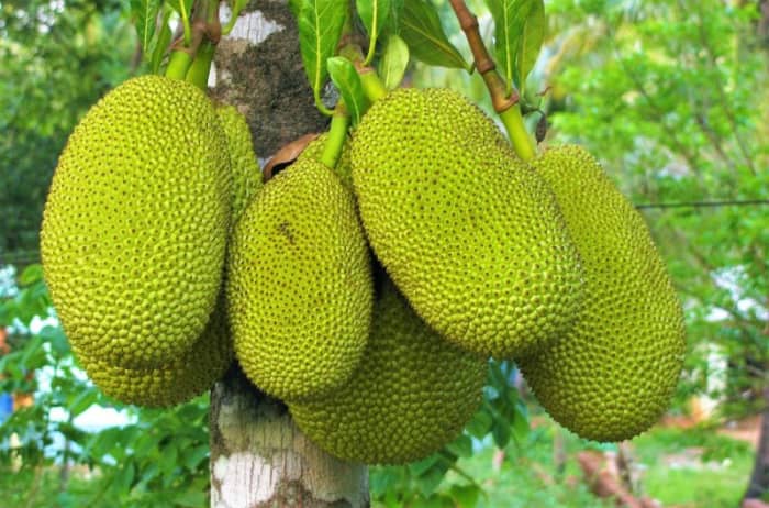 Jackfruit (Langka)