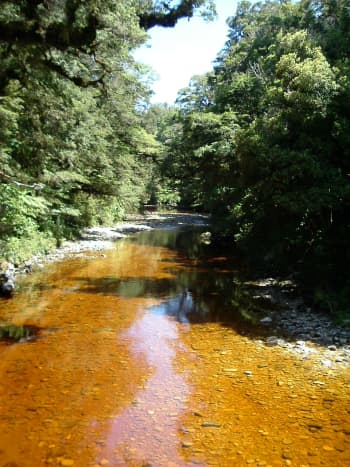 Oparara River coloured by natural tannins