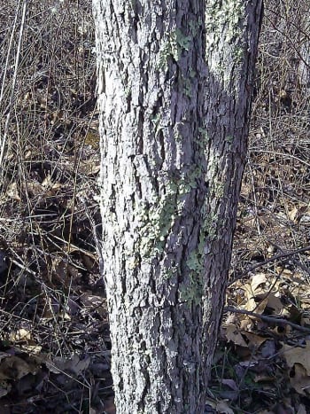 As you can see from the picture, Sassafras has a pretty distinct large bark, separated by gaps.