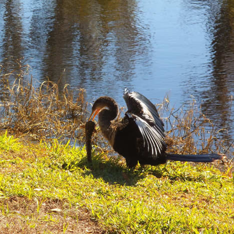 This anhinga just caught a good-sized catfish.