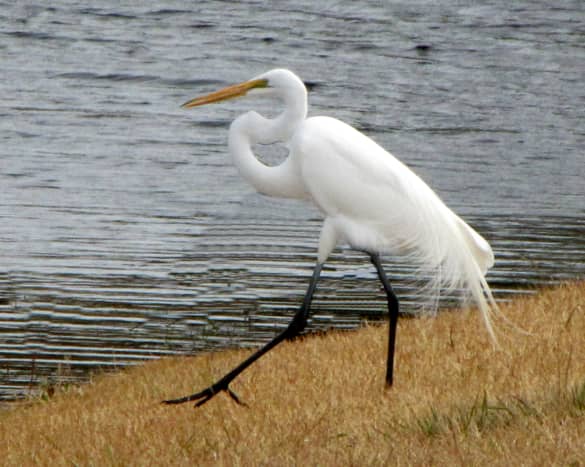 The great egret is an all-white bird with black legs and a yellow bill. It flies with the neck drawn up.