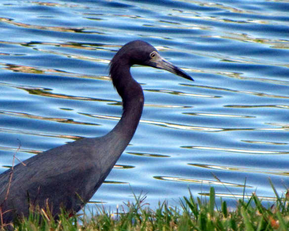 Although the little blue heron goes through color stages (white and then mottled when young), usually it is slate blue with a blue/gray beak with a black tip.